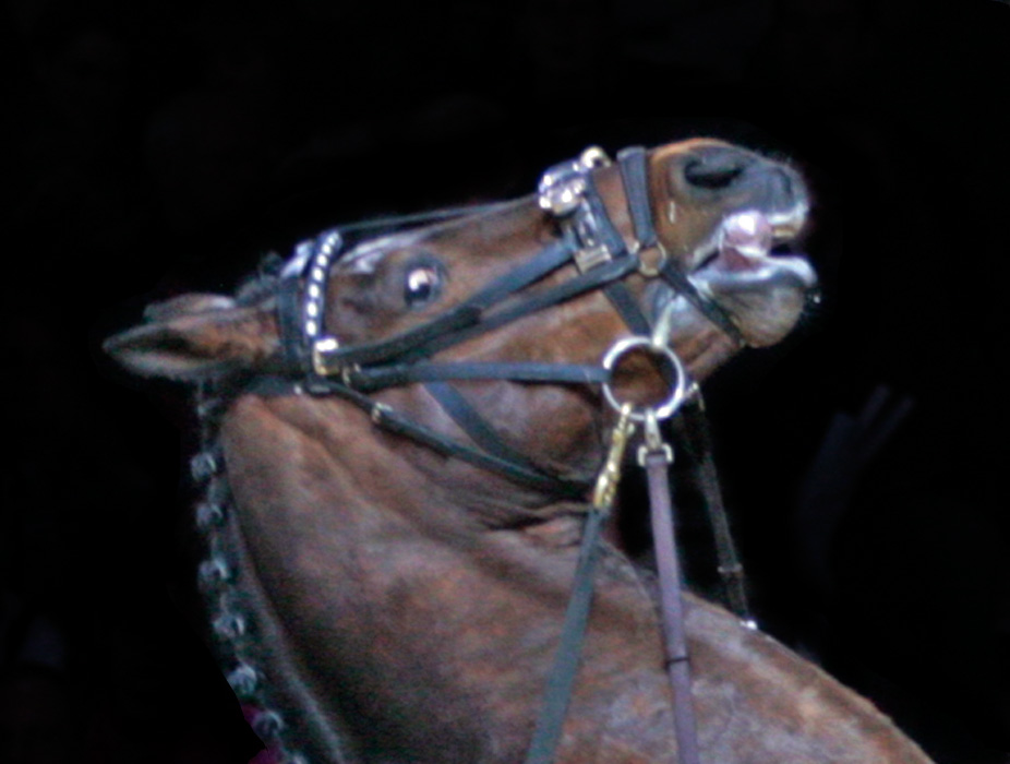 Pelkäävä hevonen, joka tuntee kipua