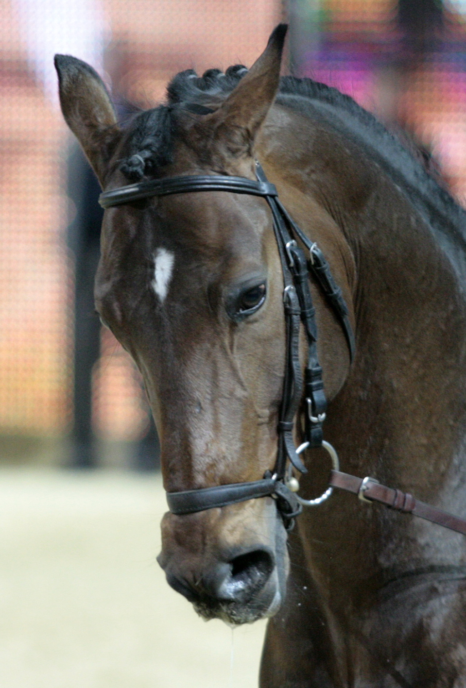 noseband
